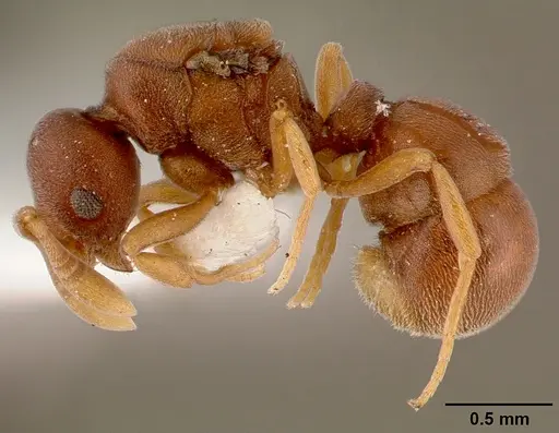 Discothyrea poweri specimen SAM-HYM-C000124 image sam-hym-c000124_3
