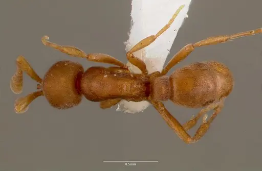 Discothyrea poweri specimen SAM-HYM-C007942 image sam-hym-c007942_1
