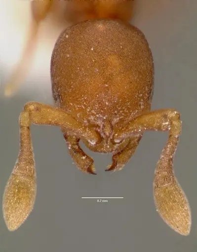 Discothyrea poweri specimen SAM-HYM-C007942 image sam-hym-c007942_2