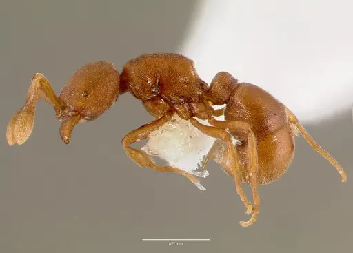 Discothyrea poweri specimen SAM-HYM-C007942 image sam-hym-c007942_3