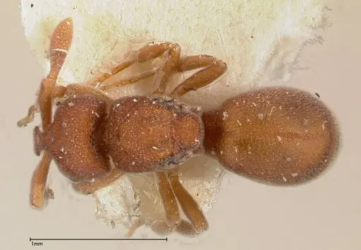 Discothyrea sauteri specimen FOCOL0377 image focol0377_1