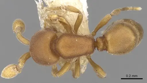 Discothyrea sexarticulata specimen CASENT0281862 image casent0281862_1