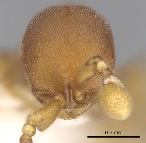 Discothyrea sexarticulata specimen CASENT0281862 image casent0281862_3