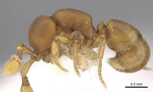 Discothyrea sexarticulata specimen CASENT0281862 image casent0281862_4