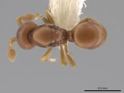 Discothyrea sexarticulata specimen CASENT0640016 image casent0640016_1