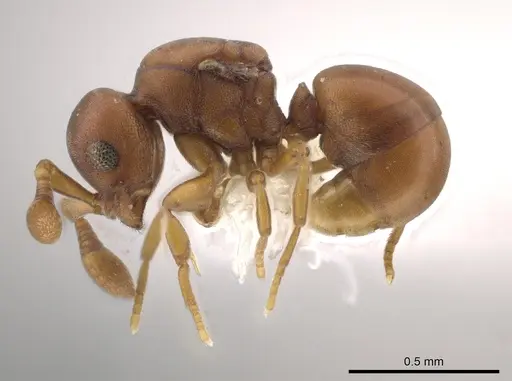 Discothyrea sexarticulata specimen CASENT0640016 image casent0640016_3