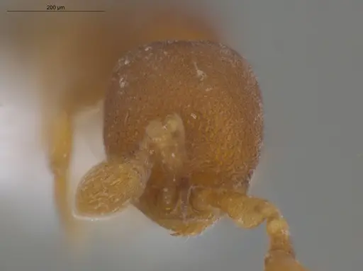 Discothyrea sexarticulata specimen ECOFOG-MI15-0104-31 image ecofog-mi15-0104-31_2