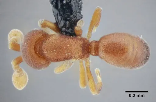 Discothyrea sexarticulata specimen UFV-LABECOL-000011 image ufv-labecol-000011_1