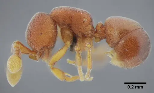 Discothyrea sexarticulata specimen UFV-LABECOL-000011 image ufv-labecol-000011_3