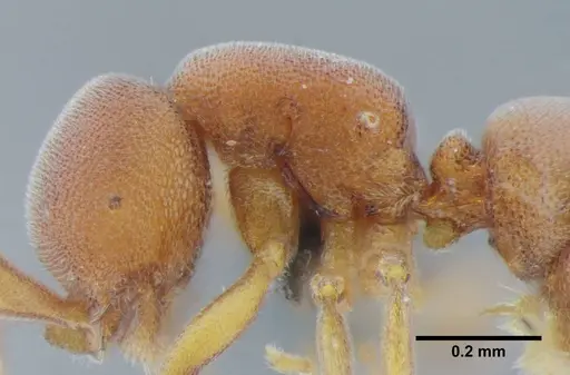 Discothyrea sexarticulata specimen UFV-LABECOL-000011 image ufv-labecol-000011_4