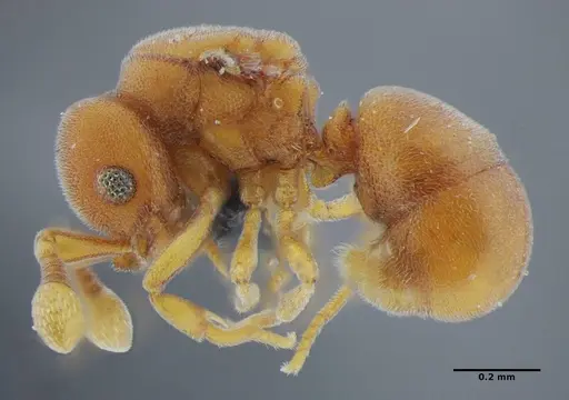 Discothyrea sexarticulata specimen UFV-LABECOL-000051 image ufv-labecol-000051_3