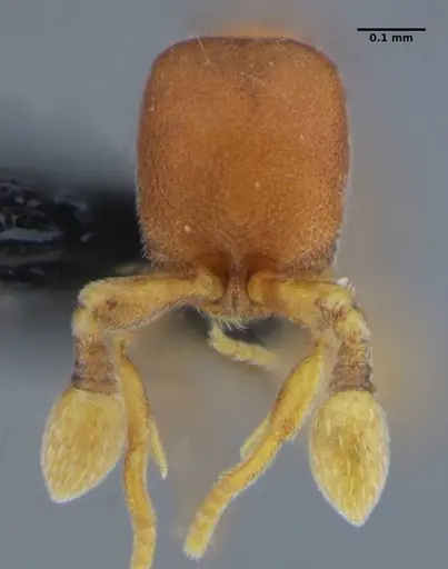 Discothyrea sexarticulata specimen UFV-LABECOL-000052 image ufv-labecol-000052_2