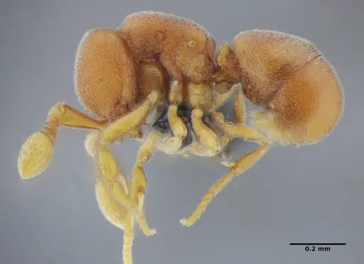 Discothyrea sexarticulata specimen UFV-LABECOL-000052 image ufv-labecol-000052_3