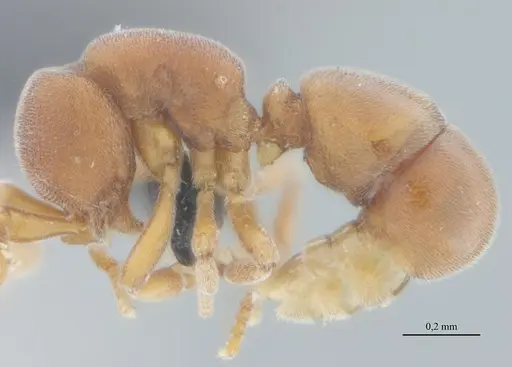 Discothyrea sexarticulata specimen UFV-LABECOL-000113 image ufv-labecol-000113_1