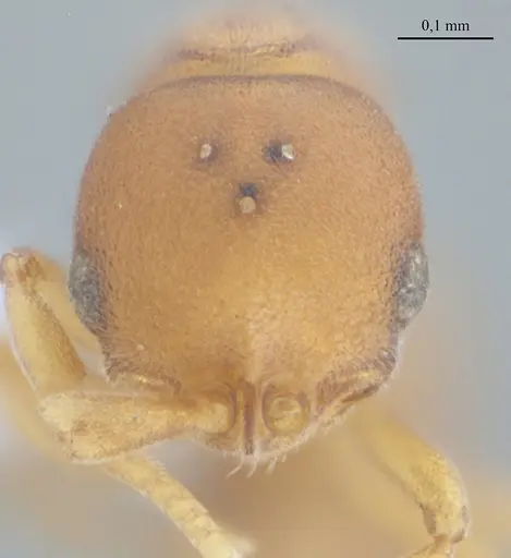 Discothyrea sexarticulata specimen UFV-LABECOL-010504 image ufv-labecol-010504_2