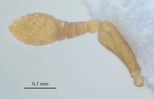 Discothyrea sexarticulata specimen UFV-LABECOL-010504 image ufv-labecol-010504_3