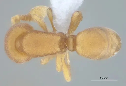 Discothyrea sexarticulata specimen UFV-LABECOL-010769 image ufv-labecol-010769_1