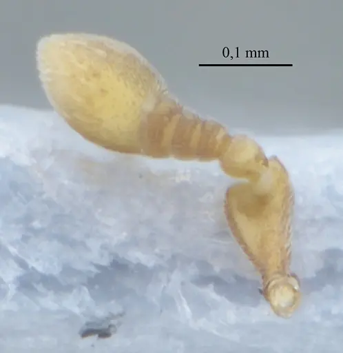 Discothyrea sexarticulata specimen UFV-LABECOL-010769 image ufv-labecol-010769_3