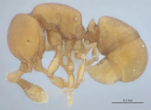Discothyrea sexarticulata specimen UFV-LABECOL-010769 image ufv-labecol-010769_4