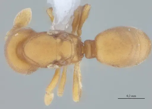 Discothyrea sexarticulata specimen UFV-LABECOL-010770 image ufv-labecol-010770_1