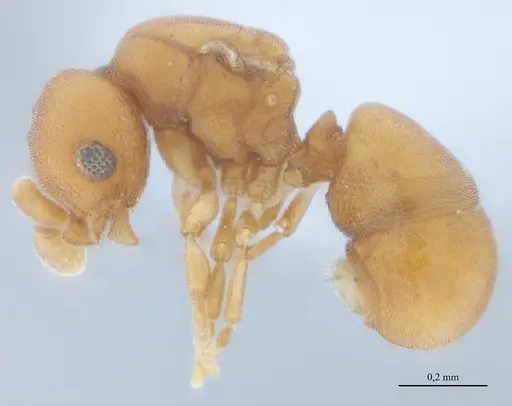 Discothyrea sexarticulata specimen UFV-LABECOL-010770 image ufv-labecol-010770_3