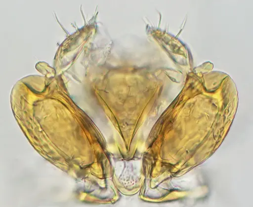 Discothyrea sexarticulata specimen UFV-LABECOL-010771 image ufv-labecol-010771_1