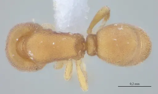 Discothyrea sexarticulata specimen UFV-LABECOL-010841 image ufv-labecol-010841_1