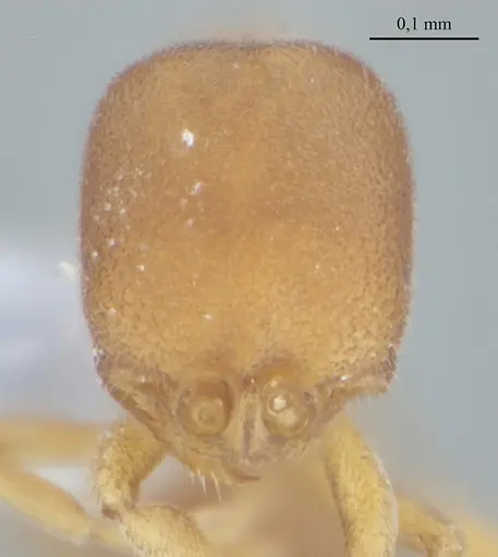 Discothyrea sexarticulata specimen UFV-LABECOL-010841 image ufv-labecol-010841_2
