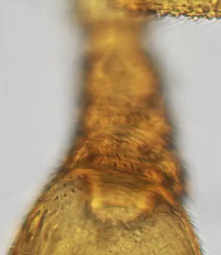 Discothyrea sexarticulata specimen UFV-LABECOL-010841 image ufv-labecol-010841_3
