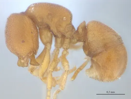 Discothyrea sexarticulata specimen UFV-LABECOL-010841 image ufv-labecol-010841_4