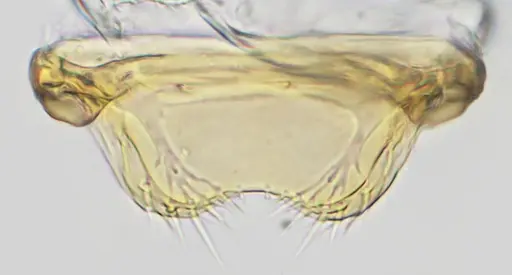 Discothyrea sexarticulata specimen UFV-LABECOL-010842 image ufv-labecol-010842_3