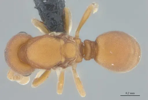 Discothyrea sexarticulata specimen UFV-LABECOL-011159 image ufv-labecol-011159_1