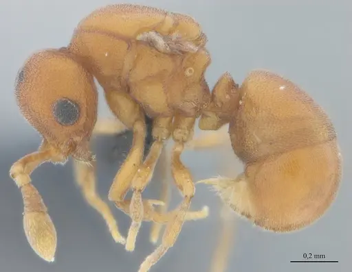 Discothyrea sexarticulata specimen UFV-LABECOL-011159 image ufv-labecol-011159_3