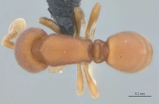 Discothyrea sexarticulata specimen UFV-LABECOL-011161 image ufv-labecol-011161_1