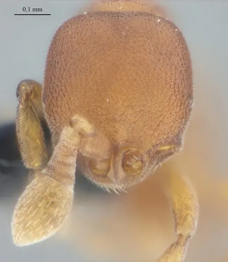 Discothyrea sexarticulata specimen UFV-LABECOL-011161 image ufv-labecol-011161_2