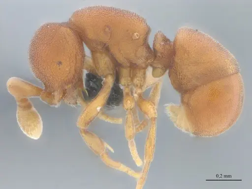 Discothyrea sexarticulata specimen UFV-LABECOL-011161 image ufv-labecol-011161_3
