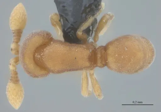 Discothyrea sexarticulata specimen UFV-LABECOL-011175 image ufv-labecol-011175_1
