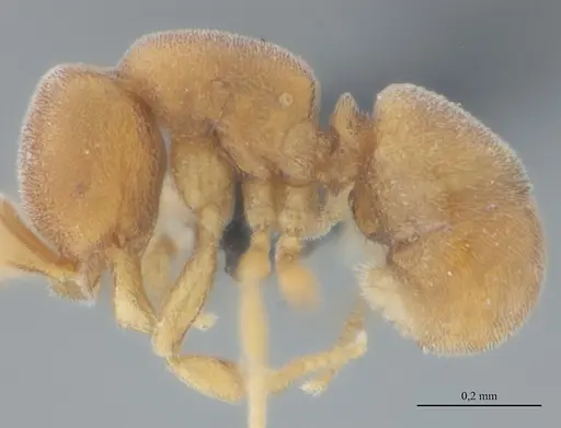 Discothyrea sexarticulata specimen UFV-LABECOL-011175 image ufv-labecol-011175_3