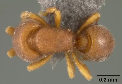 Discothyrea sexarticulata specimen USNMENT01124237 image usnment01124237_1