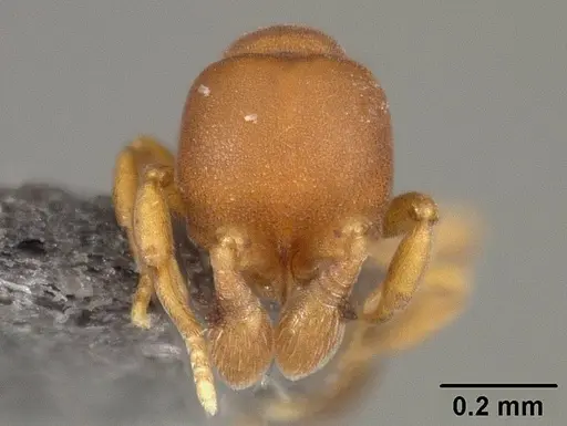 Discothyrea sexarticulata specimen USNMENT01124237 image usnment01124237_2
