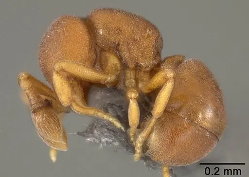 Discothyrea sexarticulata specimen USNMENT01124237 image usnment01124237_3