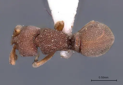 Discothyrea sringerensis specimen ANTWEB1041584 image antweb1041584_1