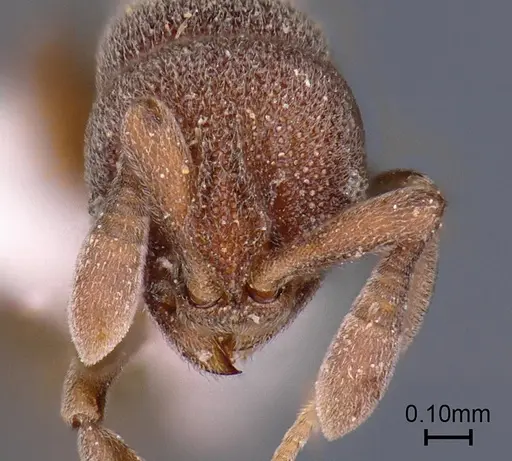 Discothyrea sringerensis specimen ANTWEB1041584 image antweb1041584_2