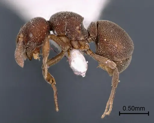 Discothyrea sringerensis specimen ANTWEB1041584 image antweb1041584_3