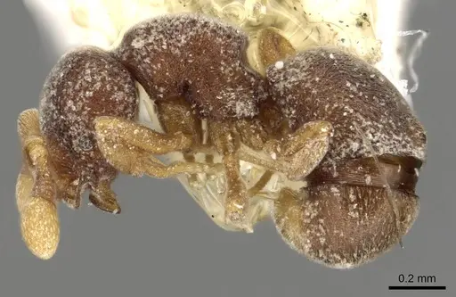 Discothyrea stumperi specimen CASENT0915309 image casent0915309_3