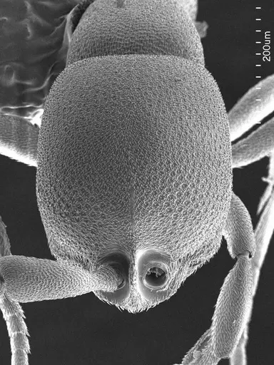 Discothyrea testacea specimen ANTWEB1008519 image antweb1008519_2