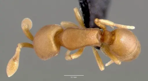 Discothyrea testacea specimen CASENT0004651 image casent0004651_1