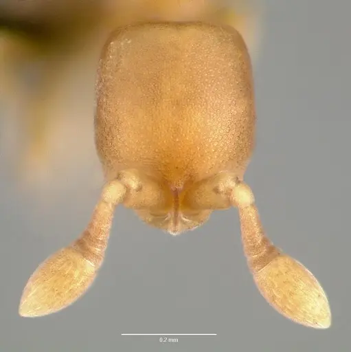 Discothyrea testacea specimen CASENT0004651 image casent0004651_2