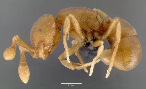 Discothyrea testacea specimen CASENT0004651 image casent0004651_3