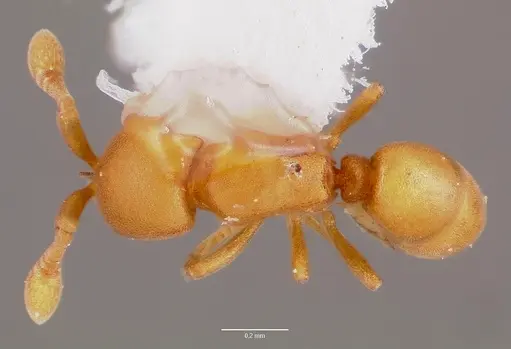 Discothyrea testacea specimen CASENT0006058 image casent0006058_1